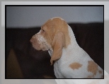g�owa, Wy��a w�oskiego kr�tkow�osego, Bracco italiano